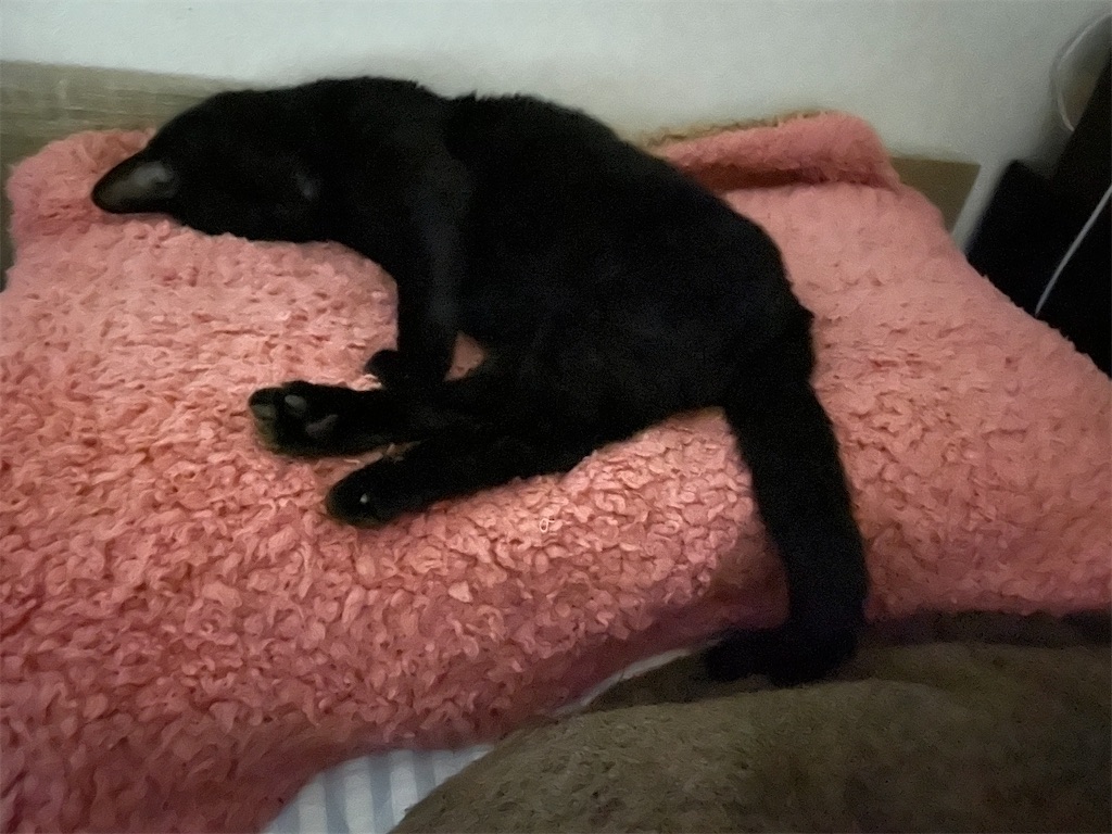 f:id:hiraryo0201:20210905094351j:image f:id:hiraryo0201:20210905094351j:image