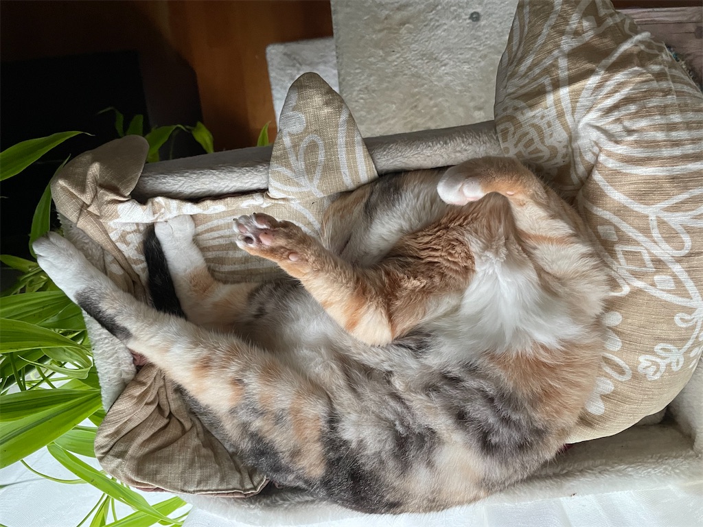 f:id:hiraryo0201:20210905094542j:image f:id:hiraryo0201:20210905094542j:image