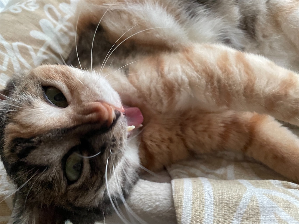 f:id:hiraryo0201:20210905094544j:image f:id:hiraryo0201:20210905094544j:image