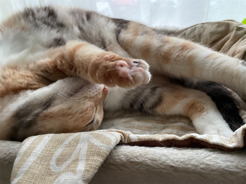 f:id:hiraryo0201:20210905094549j:image f:id:hiraryo0201:20210905094549j:image