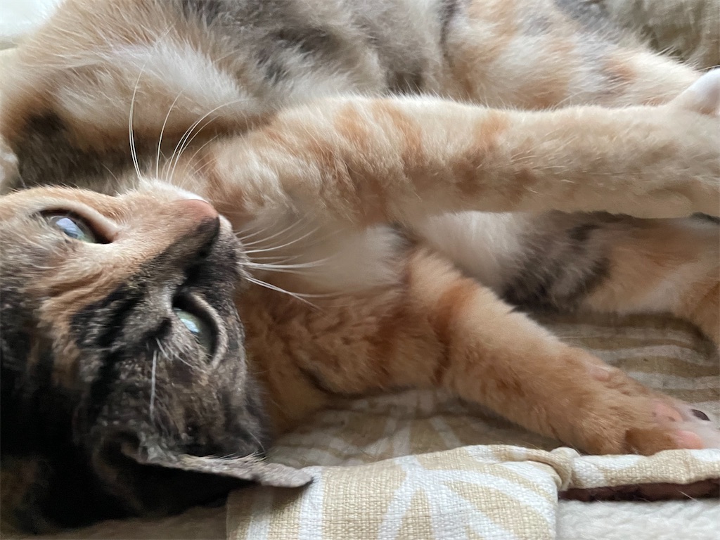 f:id:hiraryo0201:20210905094553j:image f:id:hiraryo0201:20210905094553j:image