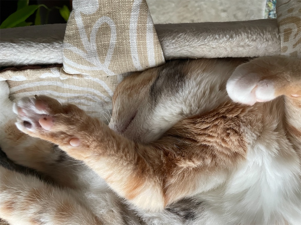 f:id:hiraryo0201:20210905094556j:image f:id:hiraryo0201:20210905094556j:image