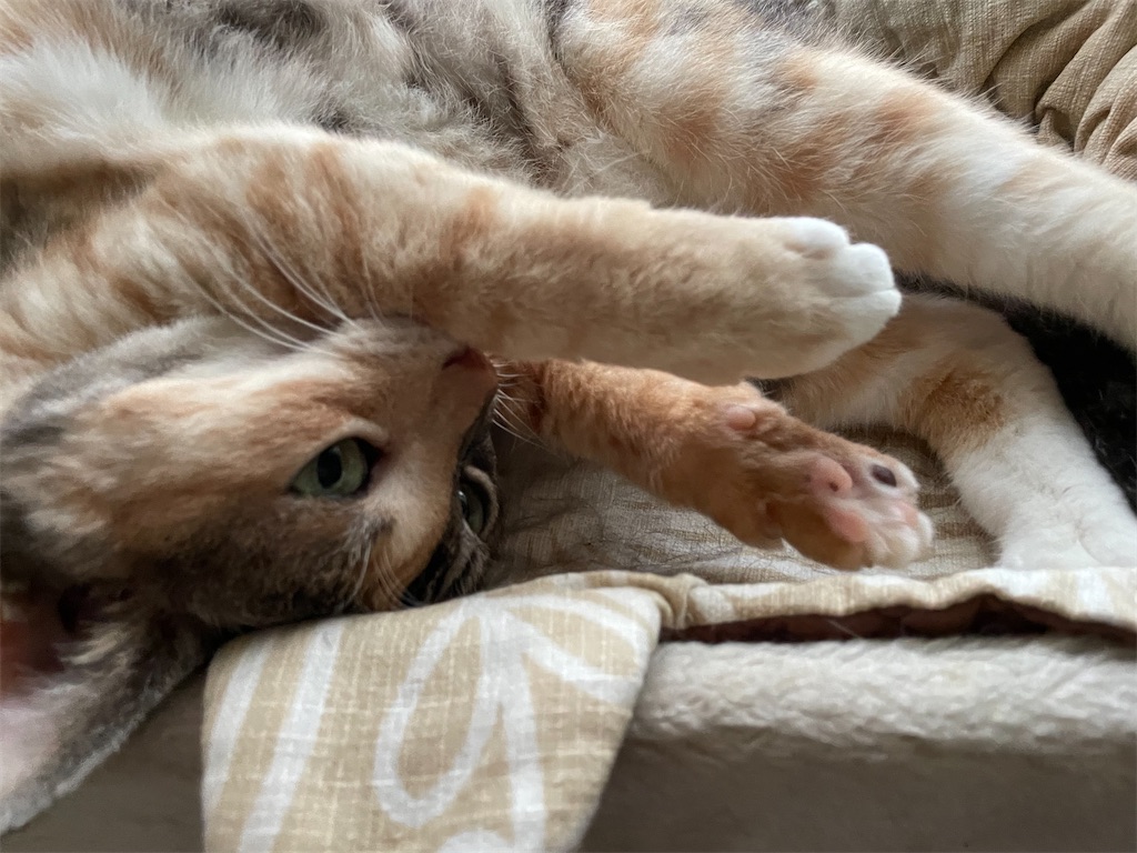 f:id:hiraryo0201:20210905094559j:image f:id:hiraryo0201:20210905094559j:image