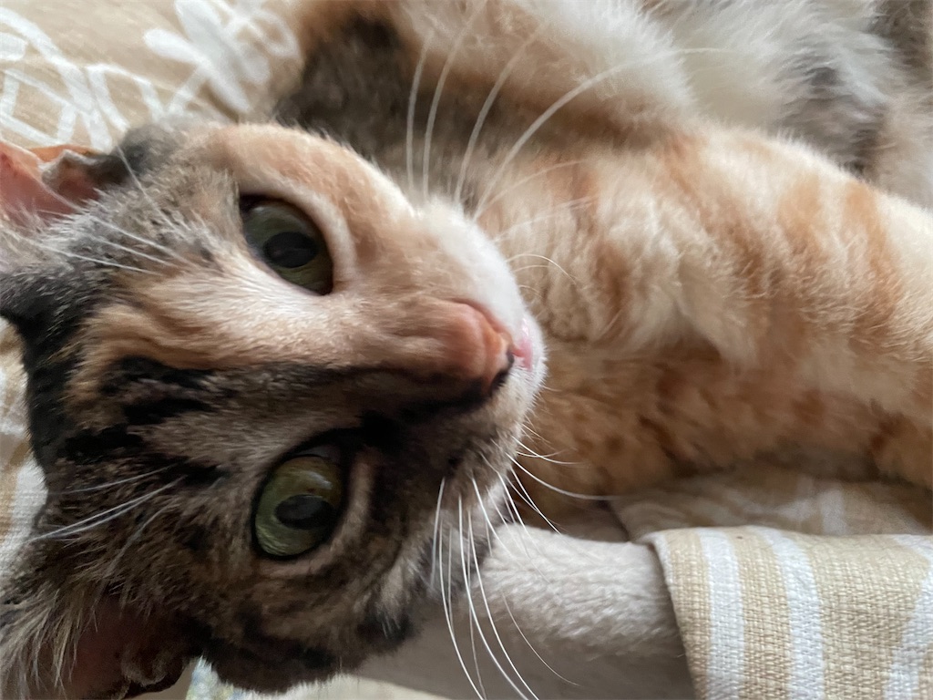 f:id:hiraryo0201:20210905094602j:image f:id:hiraryo0201:20210905094602j:image