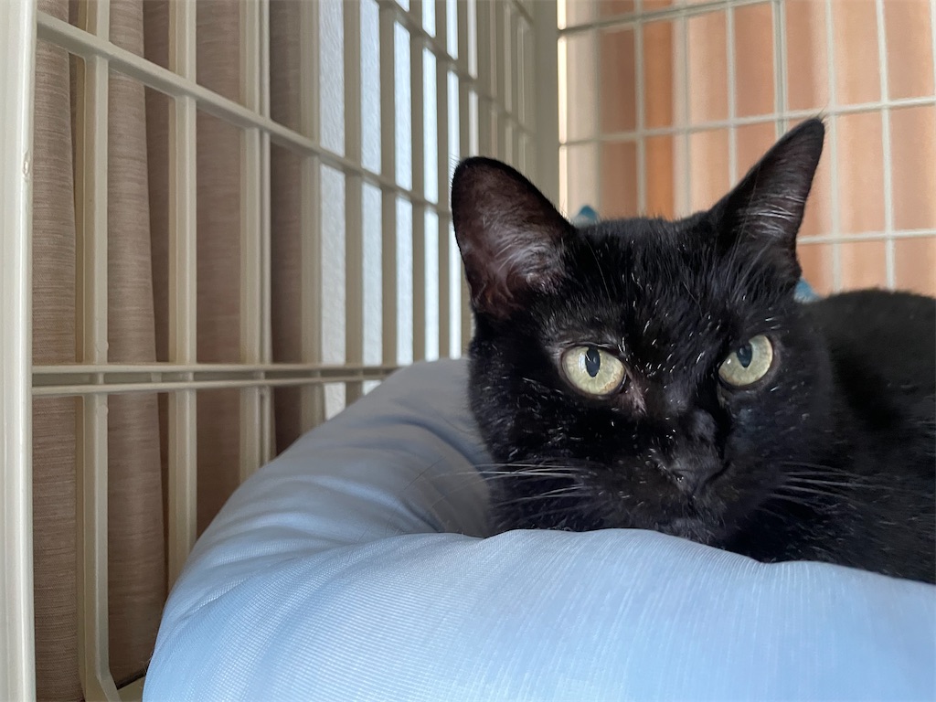 f:id:hiraryo0201:20210905164214j:image