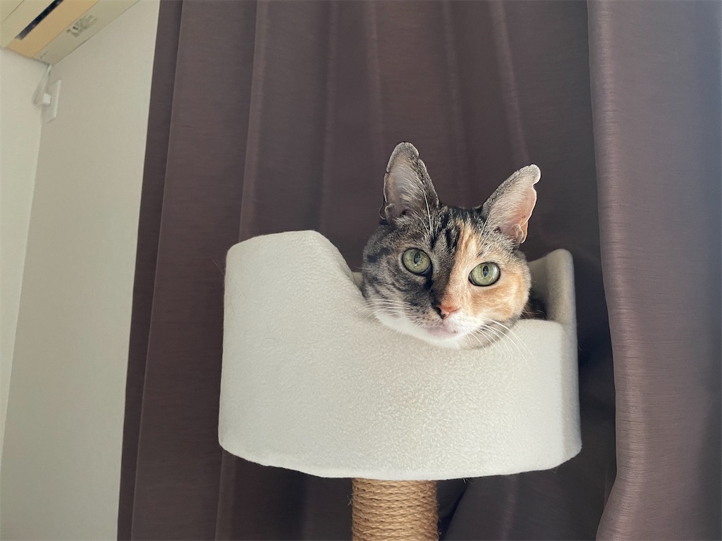 f:id:hiraryo0201:20210905164217j:image