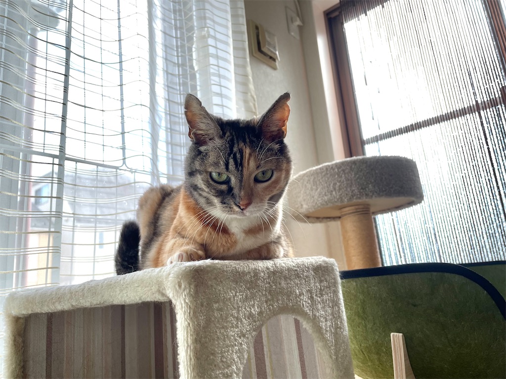 f:id:hiraryo0201:20210905164513j:image