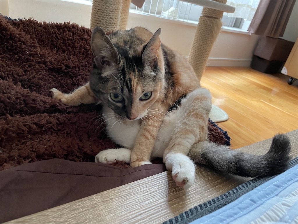 f:id:hiraryo0201:20210908185241j:image f:id:hiraryo0201:20210908185241j:image