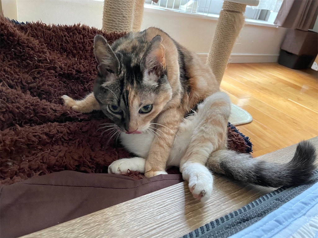 f:id:hiraryo0201:20210908185243j:image f:id:hiraryo0201:20210908185243j:image