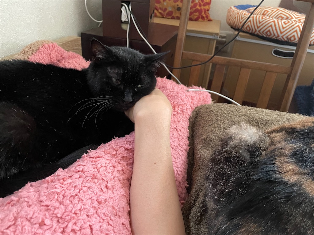 f:id:hiraryo0201:20210908185246j:image f:id:hiraryo0201:20210908185246j:image