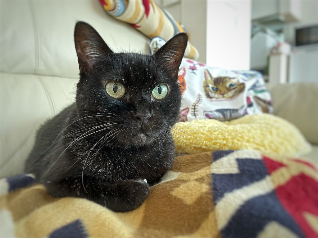 f:id:hiraryo0201:20210911154058j:image f:id:hiraryo0201:20210911154058j:image