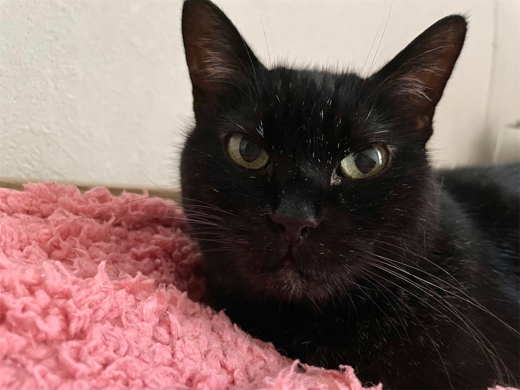 f:id:hiraryo0201:20210911154100j:image f:id:hiraryo0201:20210911154100j:image