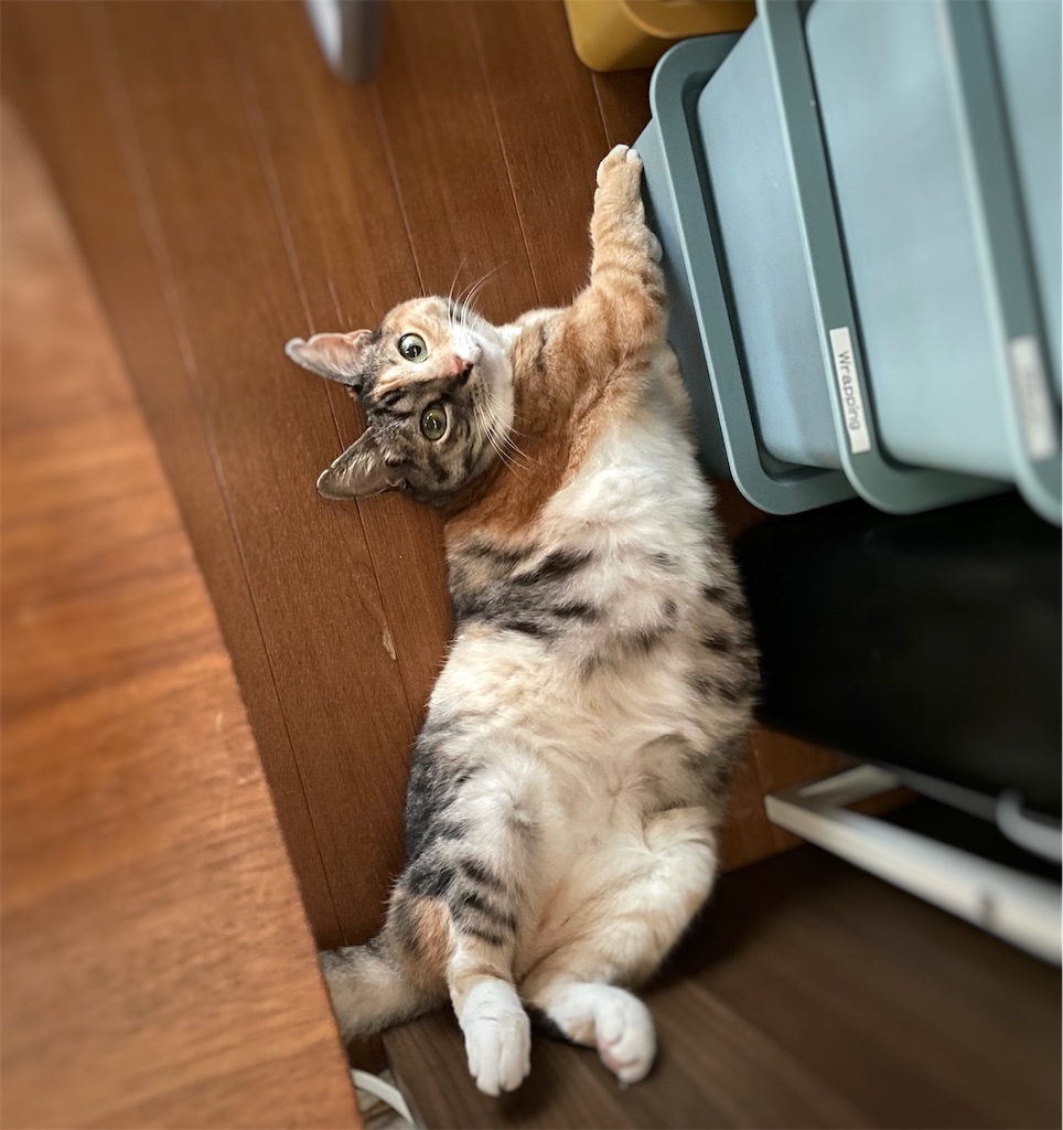 f:id:hiraryo0201:20210911154103j:image f:id:hiraryo0201:20210911154103j:image