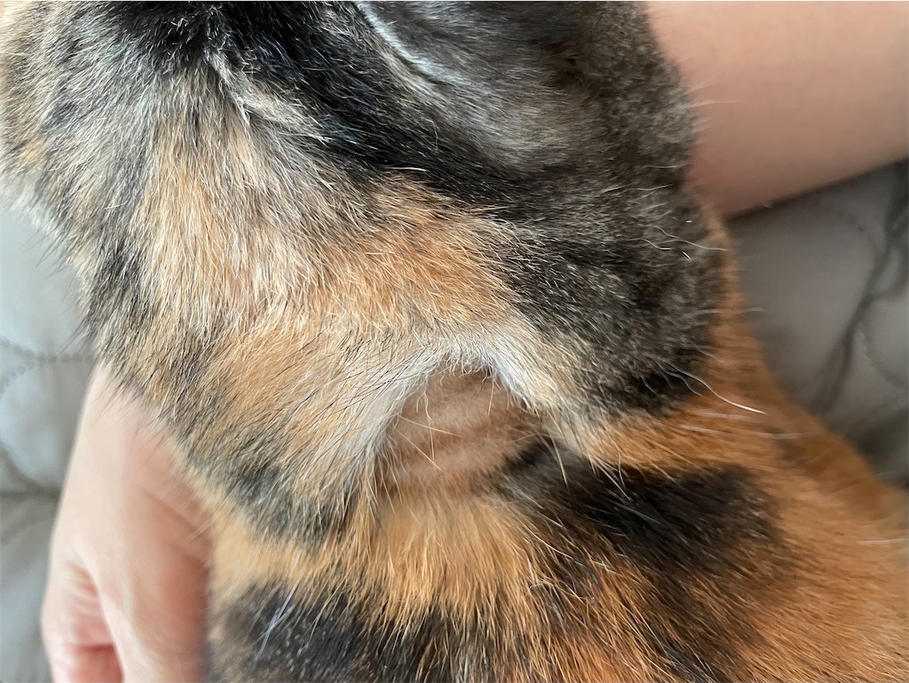 f:id:hiraryo0201:20210911154120j:image f:id:hiraryo0201:20210911154120j:image