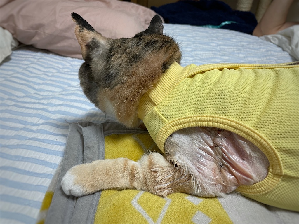 f:id:hiraryo0201:20210918120809j:image