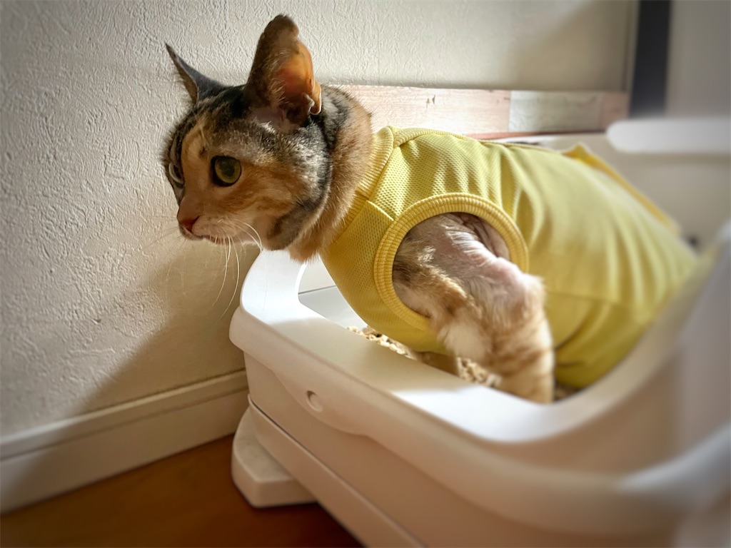 f:id:hiraryo0201:20210918120817j:image