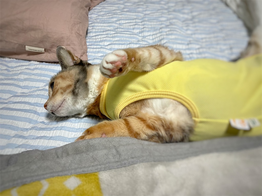 f:id:hiraryo0201:20210918120822j:image