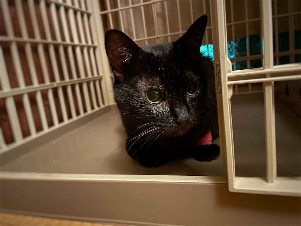 f:id:hiraryo0201:20210918164053j:image f:id:hiraryo0201:20210918164053j:image