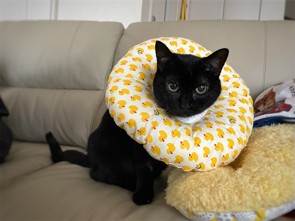 f:id:hiraryo0201:20210918164059j:image f:id:hiraryo0201:20210918164059j:image