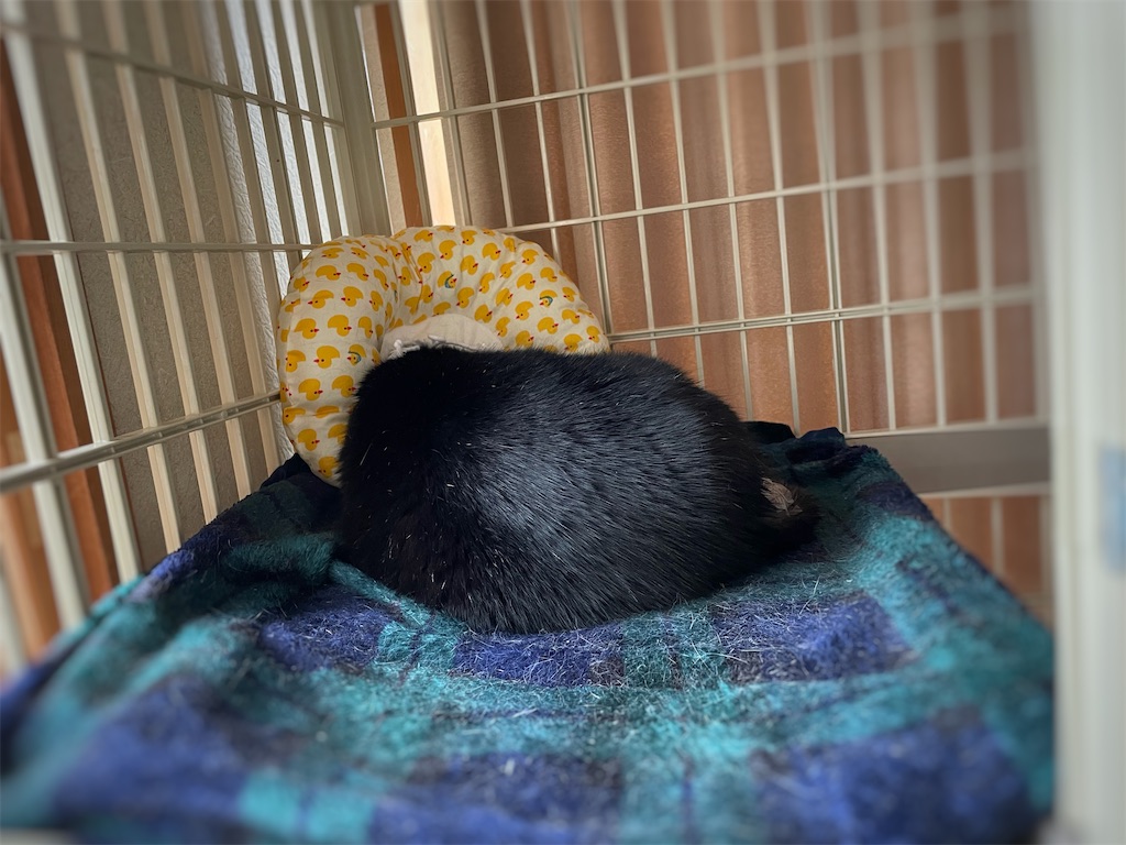 f:id:hiraryo0201:20210918180552j:image f:id:hiraryo0201:20210918180552j:image