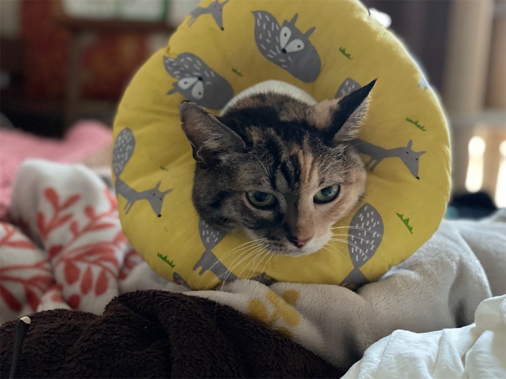 f:id:hiraryo0201:20210918180644j:image f:id:hiraryo0201:20210918180644j:image