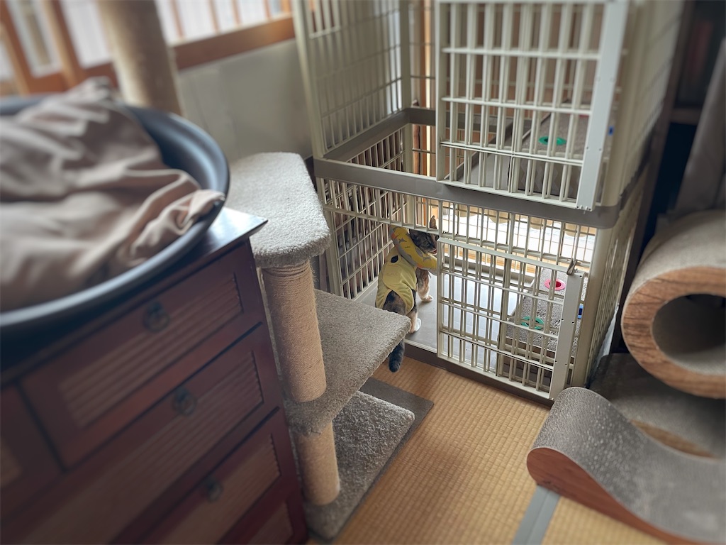 f:id:hiraryo0201:20210918180652j:image f:id:hiraryo0201:20210918180652j:image