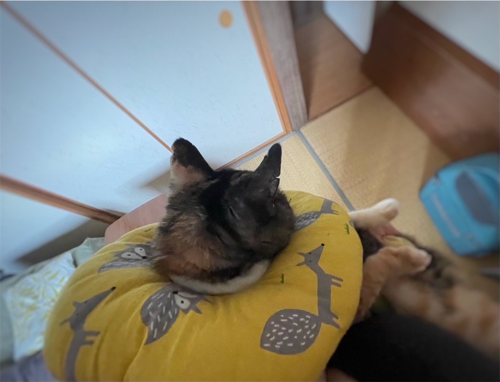 f:id:hiraryo0201:20210918180654j:image f:id:hiraryo0201:20210918180654j:image