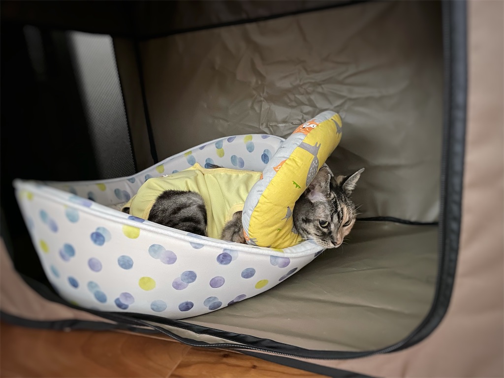 f:id:hiraryo0201:20210918180659j:image f:id:hiraryo0201:20210918180659j:image