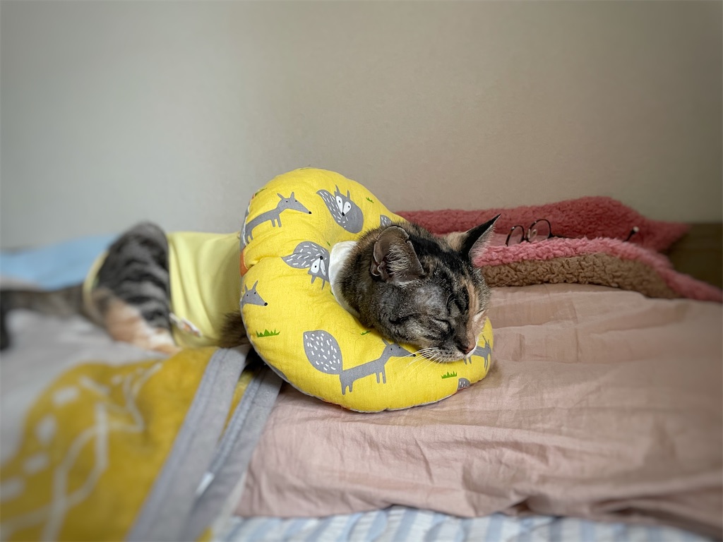 f:id:hiraryo0201:20210918180702j:image f:id:hiraryo0201:20210918180702j:image