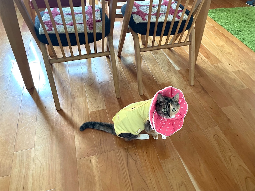 f:id:hiraryo0201:20210920105512j:image f:id:hiraryo0201:20210920105512j:image