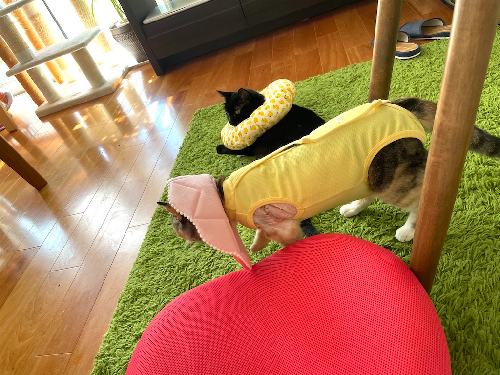 f:id:hiraryo0201:20210920105516j:image f:id:hiraryo0201:20210920105516j:image