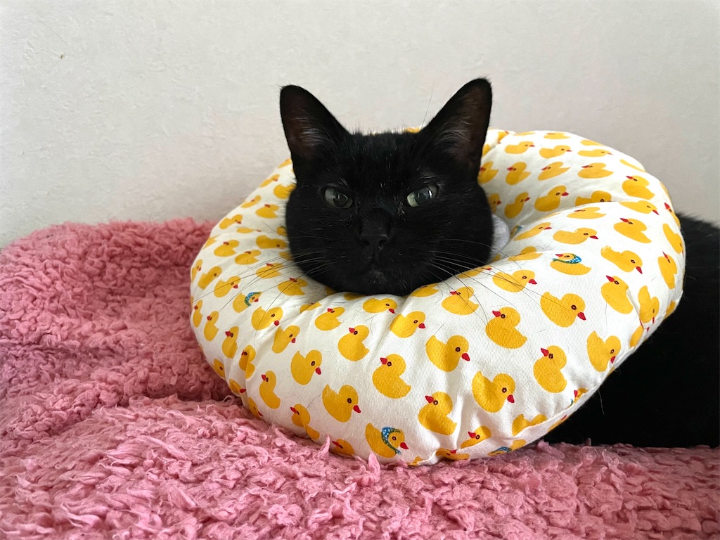 f:id:hiraryo0201:20210920105518j:image f:id:hiraryo0201:20210920105518j:image