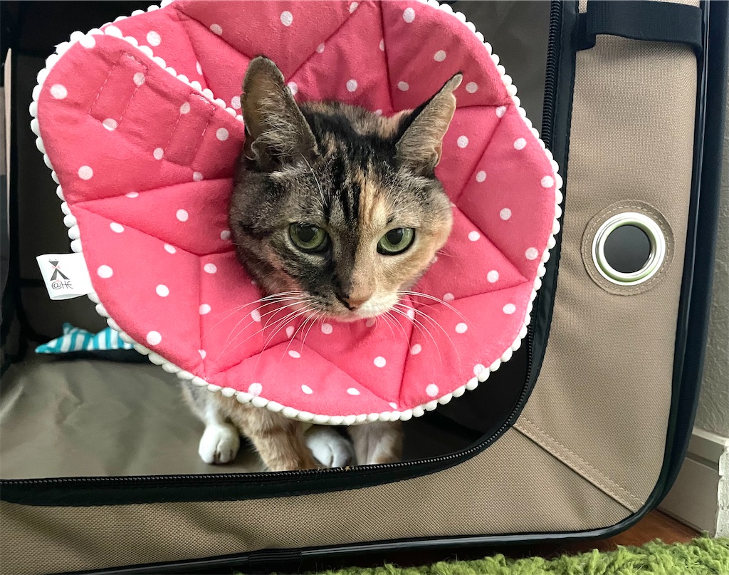 f:id:hiraryo0201:20210920105521j:image f:id:hiraryo0201:20210920105521j:image