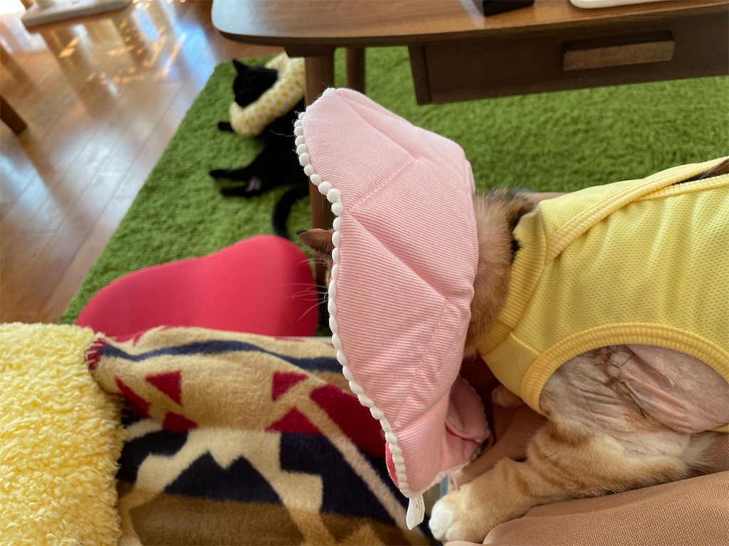 f:id:hiraryo0201:20210920105524j:image f:id:hiraryo0201:20210920105524j:image