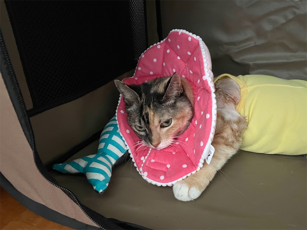 f:id:hiraryo0201:20210920105530j:image f:id:hiraryo0201:20210920105530j:image