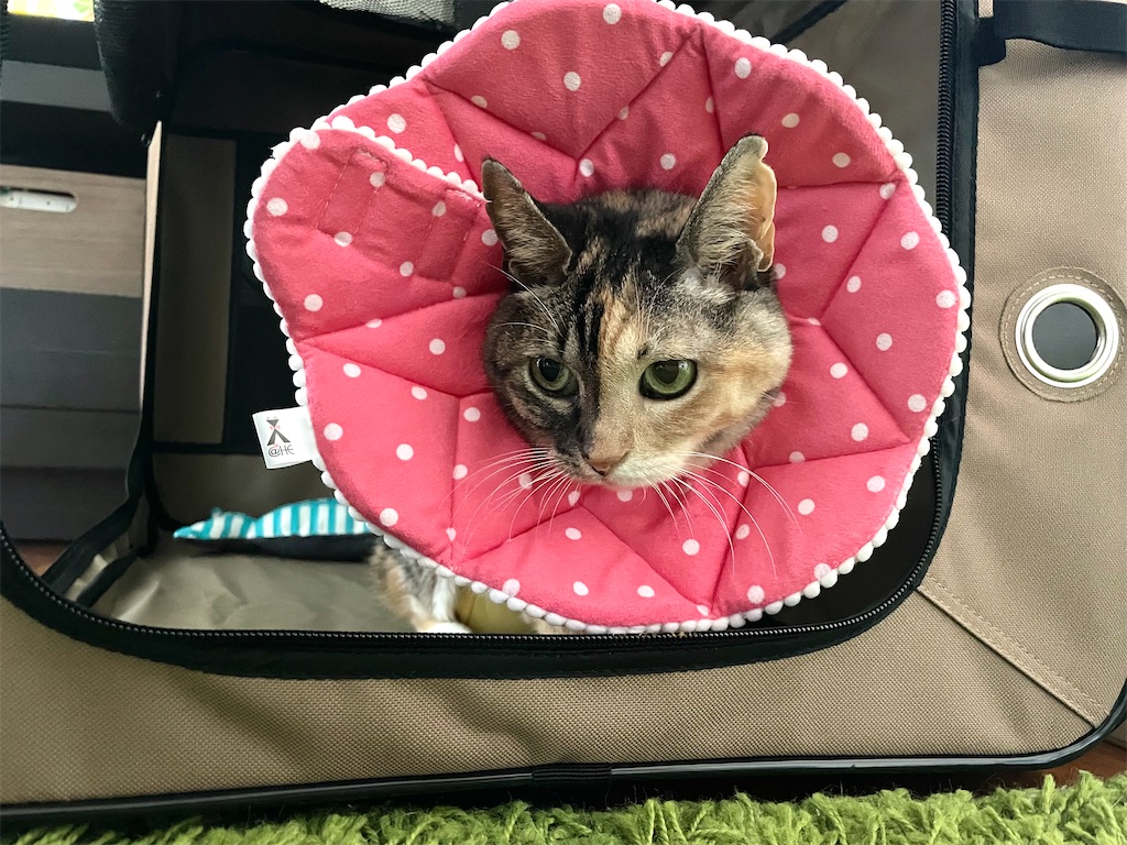 f:id:hiraryo0201:20210920105538j:image f:id:hiraryo0201:20210920105538j:image