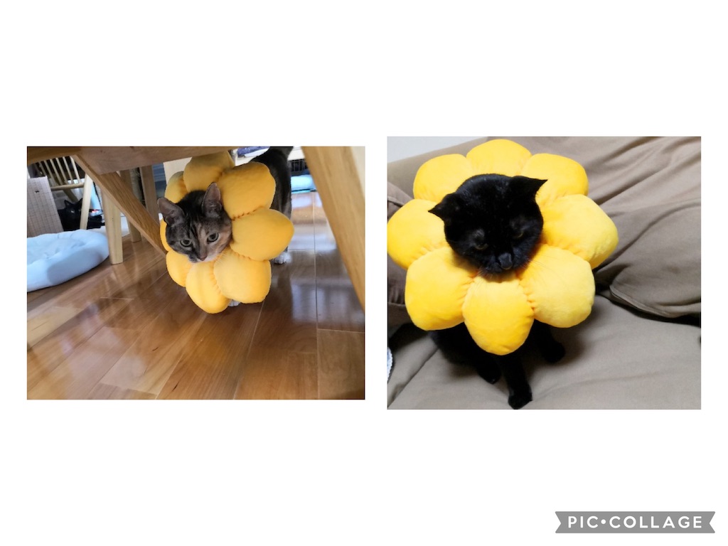 f:id:hiraryo0201:20210920125255j:image f:id:hiraryo0201:20210920125255j:image