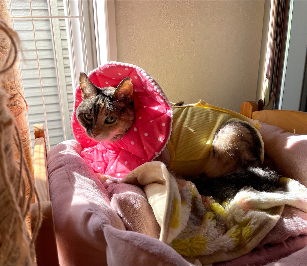 f:id:hiraryo0201:20210920130545j:image f:id:hiraryo0201:20210920130545j:image