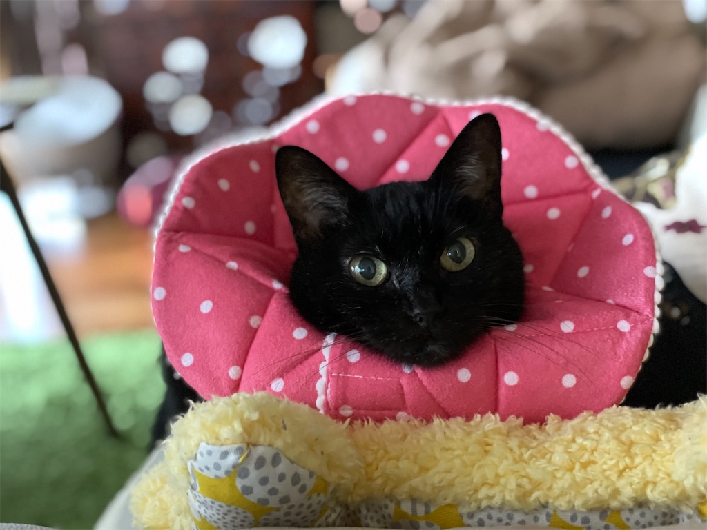 f:id:hiraryo0201:20210921072036j:image f:id:hiraryo0201:20210921072036j:image