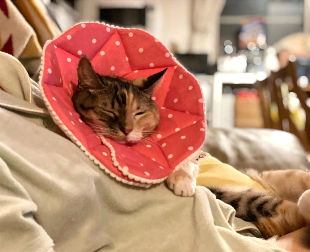 f:id:hiraryo0201:20210921072043j:image f:id:hiraryo0201:20210921072043j:image