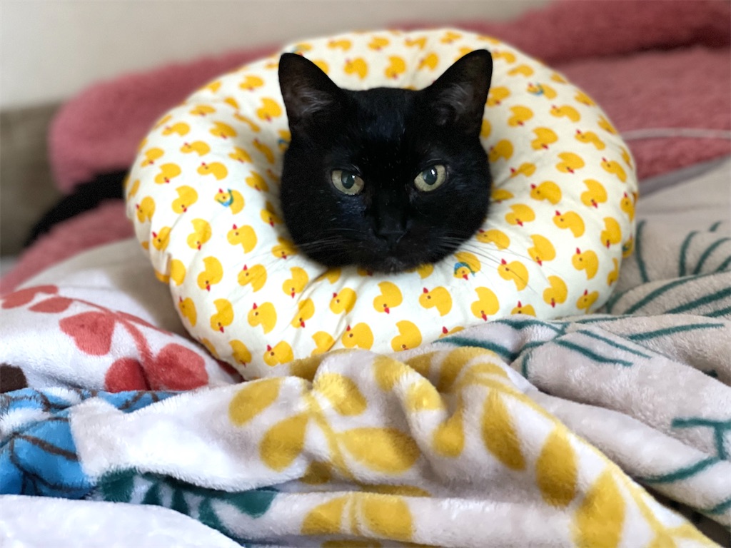 f:id:hiraryo0201:20210923003142j:image f:id:hiraryo0201:20210923003142j:image