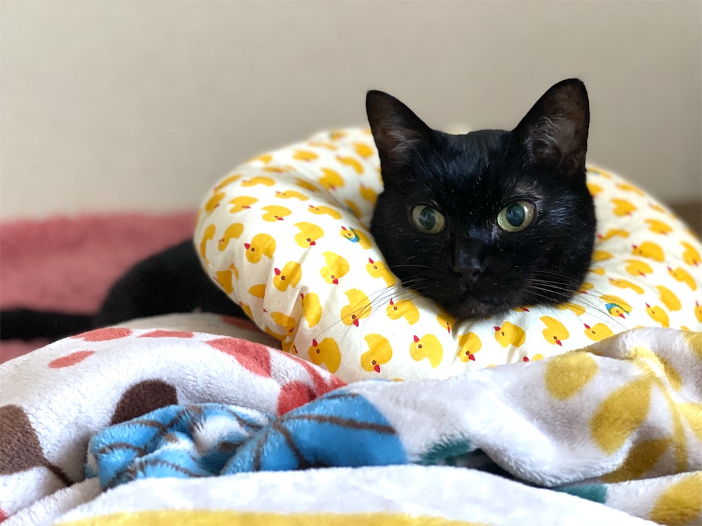 f:id:hiraryo0201:20210923003145j:image f:id:hiraryo0201:20210923003145j:image