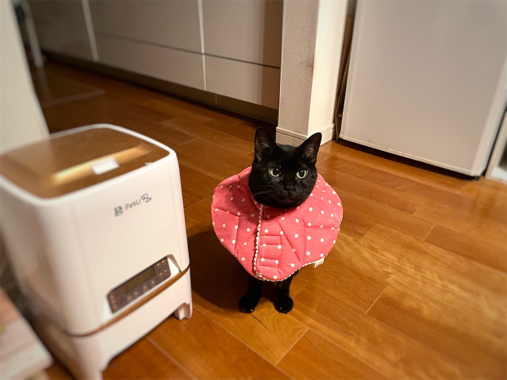 f:id:hiraryo0201:20210924182645j:image f:id:hiraryo0201:20210924182645j:image