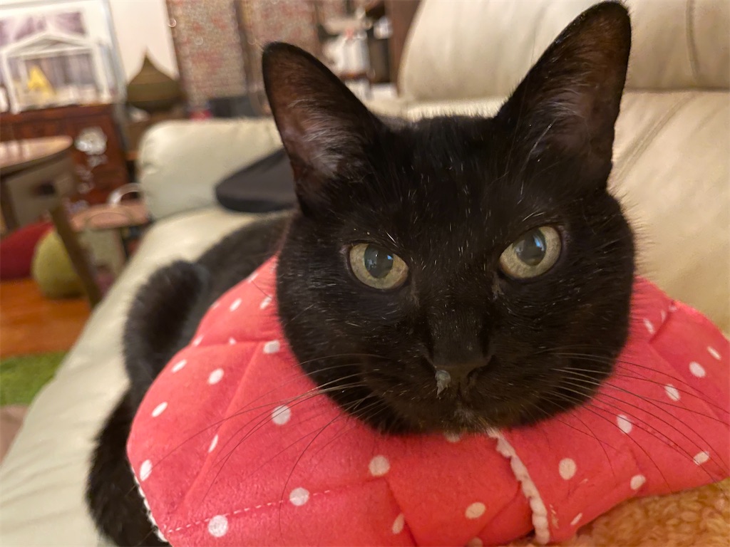 f:id:hiraryo0201:20210924182715j:image f:id:hiraryo0201:20210924182715j:image