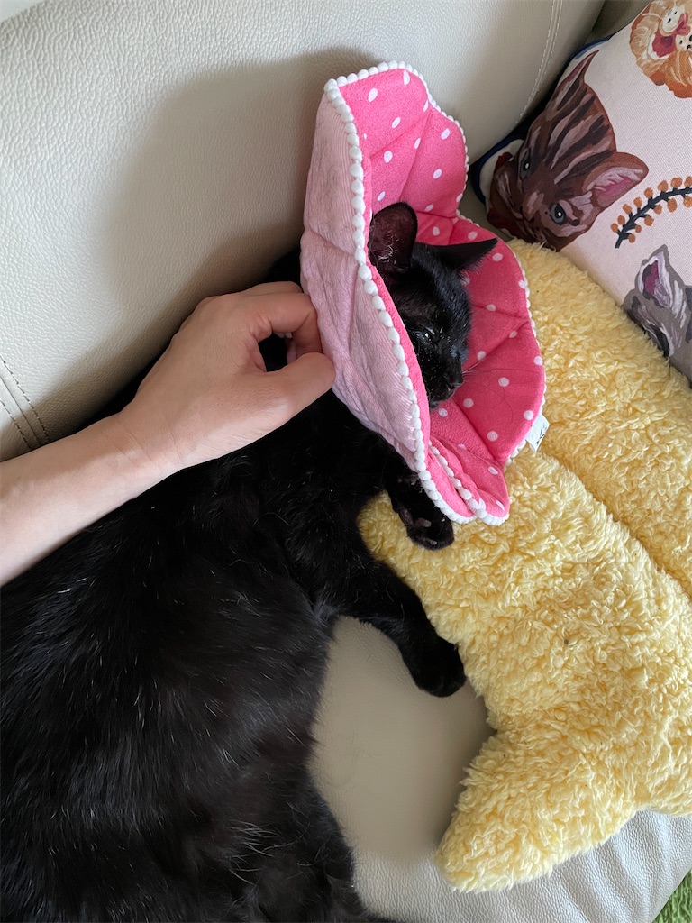 f:id:hiraryo0201:20210924182825j:image f:id:hiraryo0201:20210924182825j:image