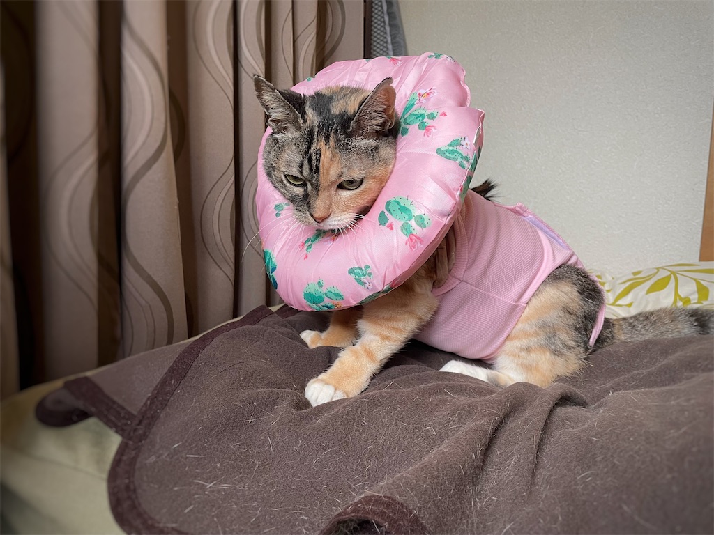 f:id:hiraryo0201:20210926123820j:image