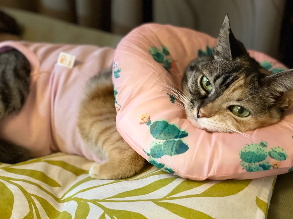 f:id:hiraryo0201:20210926123828j:image