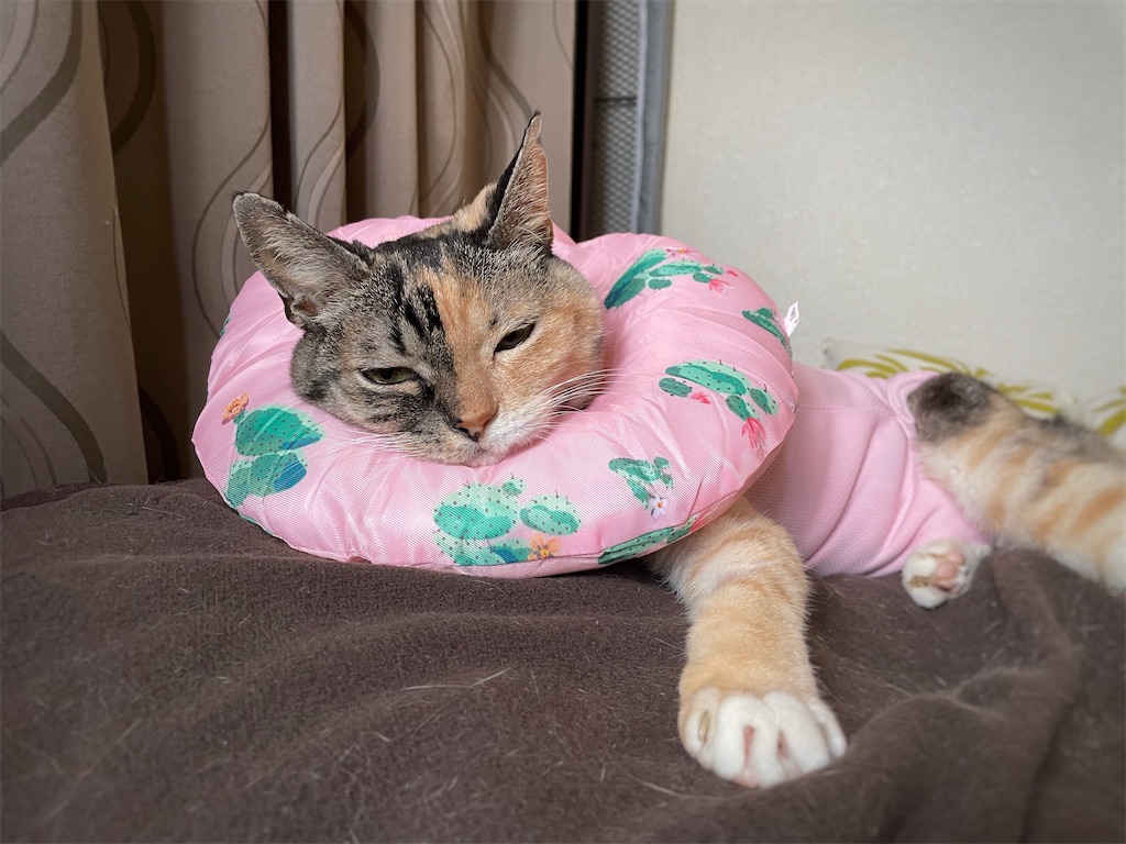 f:id:hiraryo0201:20210926123830j:image