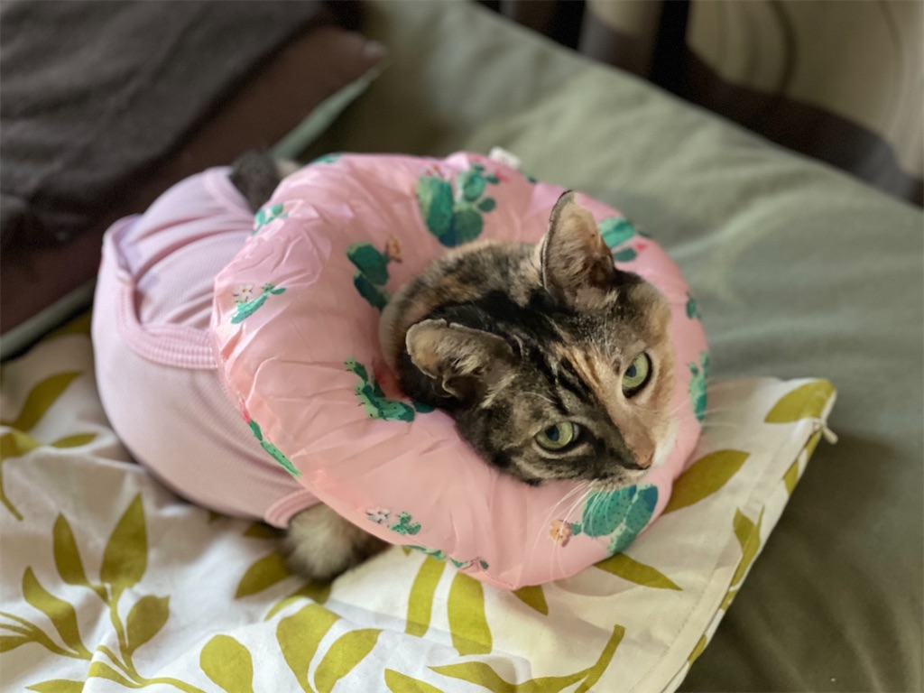 f:id:hiraryo0201:20210926123841j:image