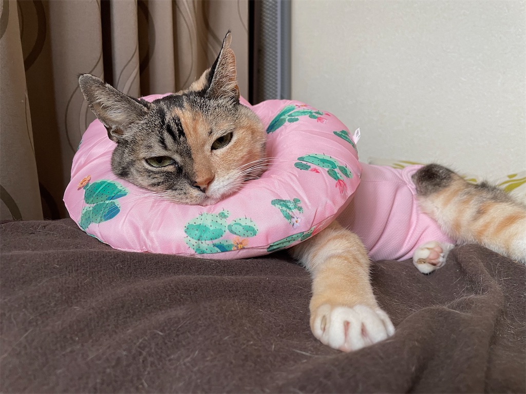 f:id:hiraryo0201:20210926123843j:image